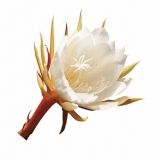 Tesori d'Oriente - Fiore del Dragone - Smoczy Kwiat